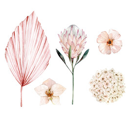 Watercolor illustration set with pink palm leaf, protea, hydrangea, orchid. Isolated on white background. Hand drawn clipart. Perfect for card, postcard, tags, invitation, printing, wrapping.