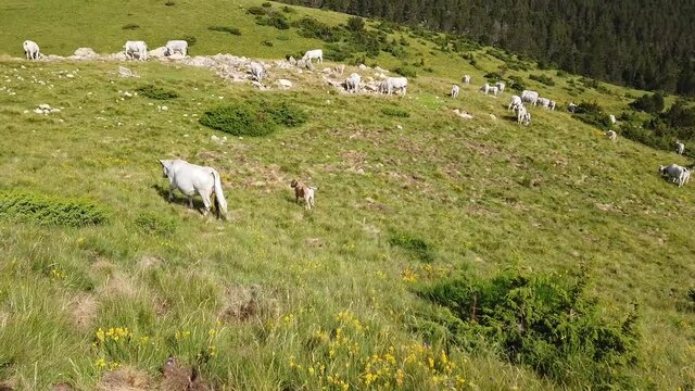 France Pyr&eacute;n&eacute;es Ari&egrave;ge Plateau de Beille montagne troupeau vaches agriculture elevage paysage environnement