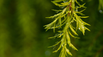 Water on leave background, Green leaf nature