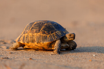 Greek tortoise (Testudo graeca), aka the spur-thighed tortoise