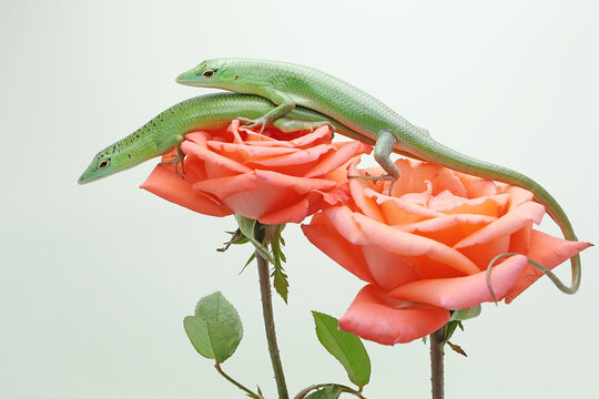 Two Emerald Tree Skink (Lamprolepis smaragdina) are basking on roses in perfect bloom. 