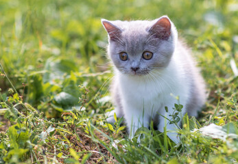 Obraz premium portrait of funny british shothair bicolor gray kitten on the green grass summer background. Selective focus