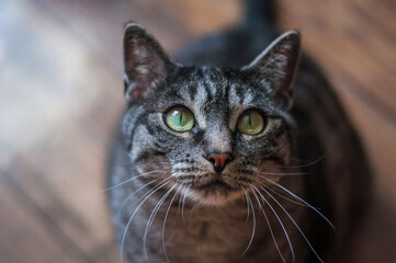 Close up of a dark grey cat looking upwards asking for food.