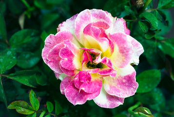 Beautiful Pink rose flower in the garden