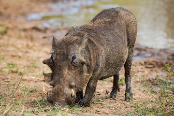 Front view of a common warthog Phacochoerus africanus feeding from grass, Kruger National Park, South Africa