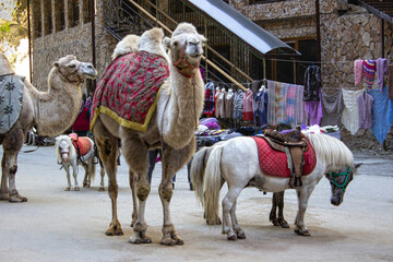 Camels and ponies for walking and traveling.
