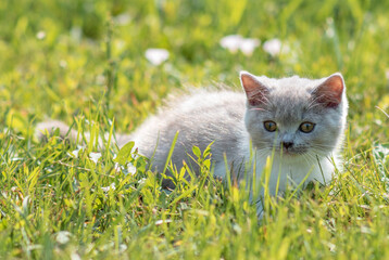 Naklejka na ściany i meble portrait of funny british shothair bicolor gray kitten with yelow eyes on the autumn background