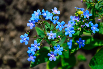 close-up - blue beautiful little flowers on a branch with green leaves