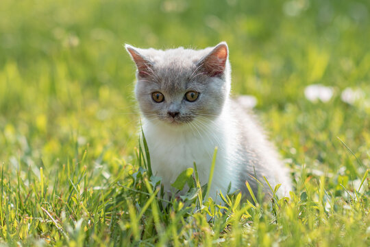 portrait of funny british shothair bicolor gray kitten with yelow eyes on the autumn background