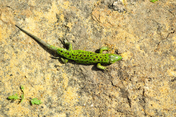 close-up - a green little lizard crawling on the warm ground