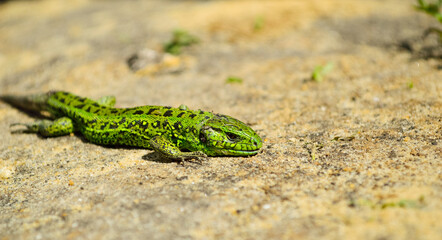 close-up - a green little lizard crawling on the warm ground