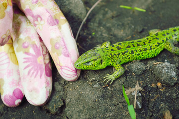 close-up - a green little lizard lies near a garden glove on the ground