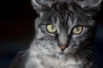 Close up of a dark grey cat's face with a straightforward stare. Big yellow cat's eyes