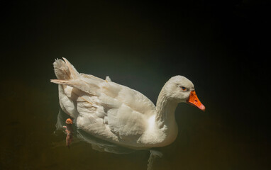 White goose with beautiful blue eyes swimming in the sunlit pond - Pena Palace, Sintra, Portugal