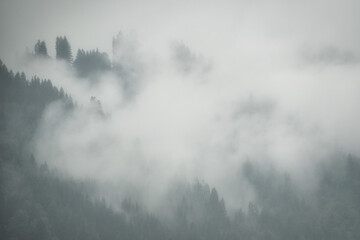 Fototapeta na wymiar Dramatic fog in the forest