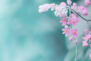 Pink flower on blurred background,blooming.