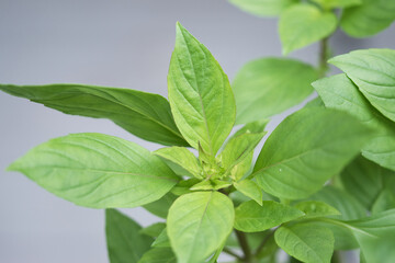 Fototapeta na wymiar Thai basil , siam queen, young plant close up, fresh green leaves of an aromatic herb growing in the greenhouse in the summer garden
