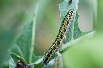 Long hairy green and black colored caterpillars of the large white cabbage butterfly on a kale leaf, full frame macro garden pest concept	