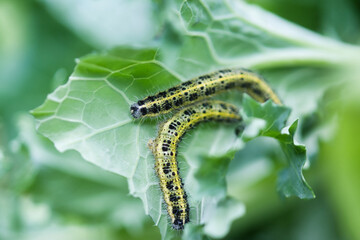 Long hairy green and black colored caterpillars of the large white cabbage butterfly feeding on a kale leaf, full frame macro garden pest concept	