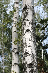 Young birch with black and white birch bark in summer in birch grove against background of other birches