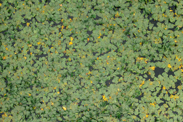 Aerial view on the lake covered with water lily. Yellow water lily flowers