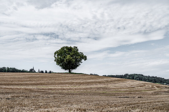 Baum auf Feld, Kanton Thurgau, Schweiz