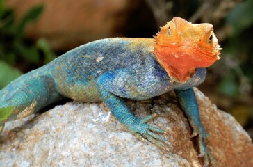 Rainbow agama gecko