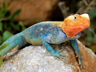 Rainbow agama gecko