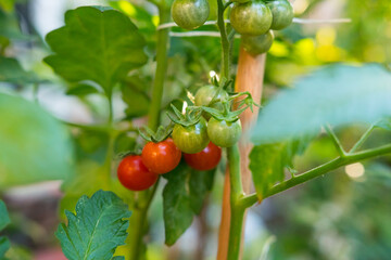 Close-up of a bunch of fresh tomatoes cherry in a plant. Red and green tomatoes, not yet ripe. Organic harvest, no pesticides
