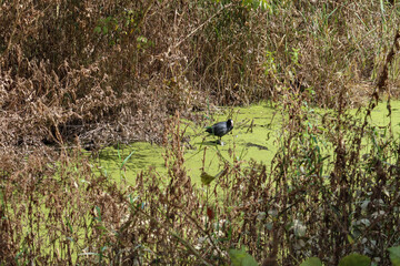 Blässhuhn (Fulica atra) in der Urdenbacher Kämpe. Grünfärbung des Gewässers durch Überdüngung