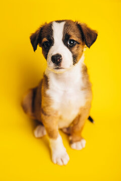 Cute puppy on yellow background