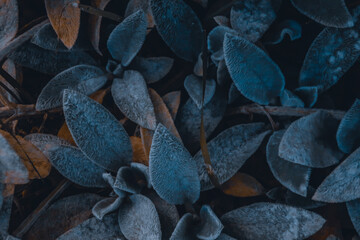 Stachys byzantina close up herbal shaggy hairy wooly plant leaves of Lamb's Ear bush close up macro as natural blue herbal botanical blurred outdoor dark grainy noisy wallpaper backdrop background  