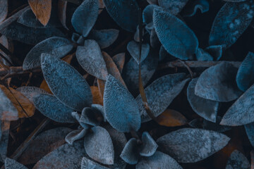 Stachys byzantina close up herbal shaggy hairy wooly plant leaves of Lamb's Ear bush close up macro as natural blue herbal botanical blurred outdoor dark grainy noisy wallpaper backdrop background  