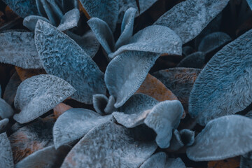 Stachys byzantina close up herbal shaggy hairy wooly plant leaves of Lamb's Ear bush close up macro as natural blue herbal botanical blurred outdoor dark grainy noisy wallpaper backdrop background  