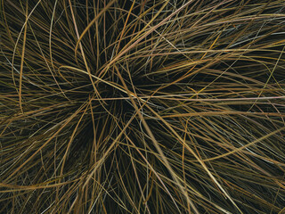 birds eye view macro of wild grass. Background and wallpaper image.