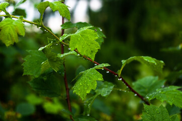 Fresh green leaves in the summer rain with dew droplets on the dark background