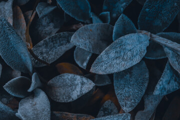 Stachys byzantina close up herbal shaggy hairy wooly plant leaves of Lamb's Ear bush close up macro as natural blue herbal botanical blurred outdoor dark grainy noisy wallpaper backdrop background  