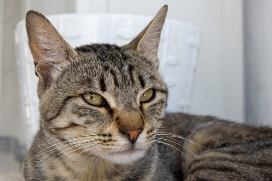 Gato pardo de rayas grises
