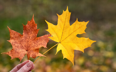 Two bright leaves in woman's hand. Leaf fall. Autumn background. Season concept