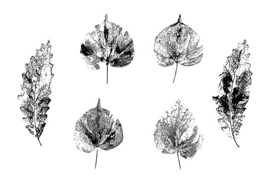 Leaves imprints set. Hand-made gouache prints on paper. Paint impressions, stamps. Autumn pictures for your design. Made using frottage technique. Isolated. Vector illustration