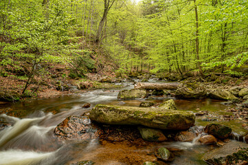 Obraz premium Bachlauf im Wald. Ilsetal im Harz