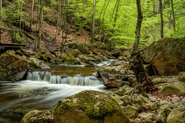 Obraz premium Bachlauf im Wald. Ilsetal im Harz