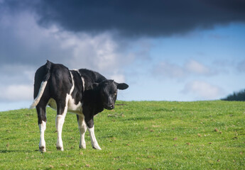 single friesian cow in a field