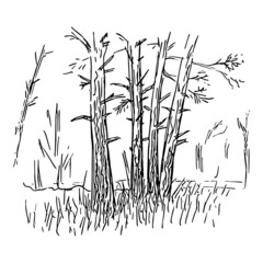 Pine trees sketch. Quick painting of nature, forest landscape. Hand-drawn outline. Isolated. Vector illustration.
