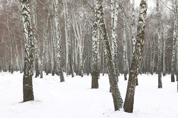 Young birches with black and white birch bark in winter in birch grove against background of other birches