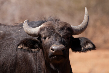 Naklejka premium cape buffalo bull