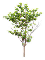 The freshness big green tree isolated on white.