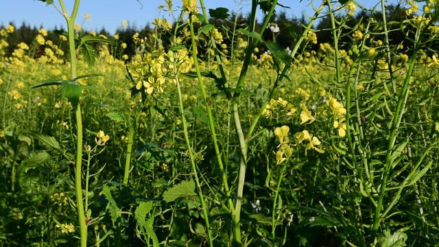 White mustard field in autumn, sinapis, crane shot, october, (sinapis alba), lower saxony, north germany