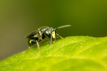 Small masked bee resting on a green leaf