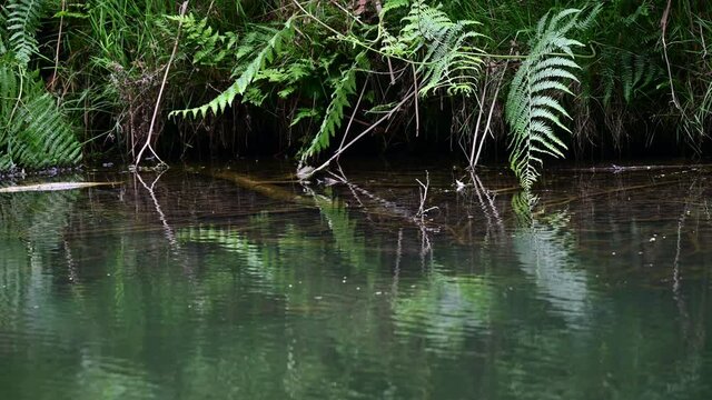Eagle fern at a forest pond shore, detail, summer, june, (pteridium aquilinum), germany